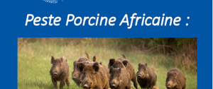 La Peste Porcine Africaine